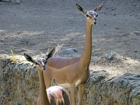 Смотреть фото Геренук Фото Геренук