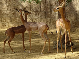 Смотреть фото Геренук Фото Геренук