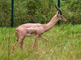 Смотреть фото Геренук: «каменная башка», устремленная вверх Фото Геренук: «каменная башка», устремленная вверх