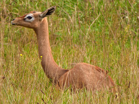 Смотреть фото Геренук: «каменная башка», устремленная вверх Фото Геренук: «каменная башка», устремленная вверх