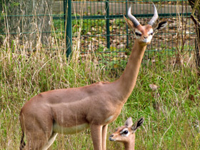Смотреть фото Геренук: «каменная башка», устремленная вверх Фото Геренук: «каменная башка», устремленная вверх
