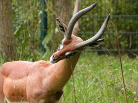 Смотреть фото Геренук: «каменная башка», устремленная вверх Фото Геренук: «каменная башка», устремленная вверх