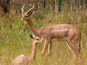 Смотреть фото Геренук: «каменная башка», устремленная вверх Фото Геренук: «каменная башка», устремленная вверх