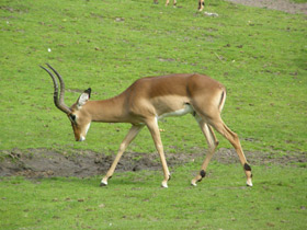 Смотреть фото Импала Фото Импала