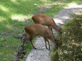 Смотреть фото Красный дукер Фото Красный дукер