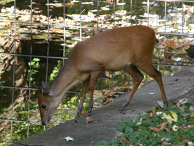 Смотреть фото Красный дукер Фото Красный дукер