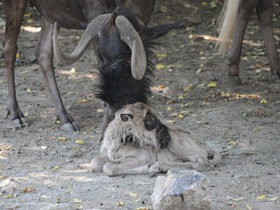 Смотреть фото Белохвостый гну Фото Белохвостый гну