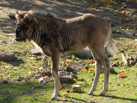 Смотреть фото Белохвостый гну Фото Белохвостый гну