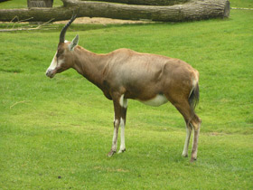 Смотреть фото Блесбок Фото Блесбок