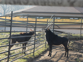 Смотреть фото Черная антилопа Фото Черная антилопа