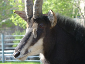 Смотреть фото Черная антилопа Фото Черная антилопа