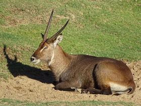 Смотреть фото Водяной козел Фото Водяной козел
