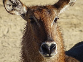 Смотреть фото Водяной козел Фото Водяной козел
