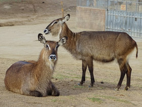 Смотреть фото Водяной козел Фото Водяной козел