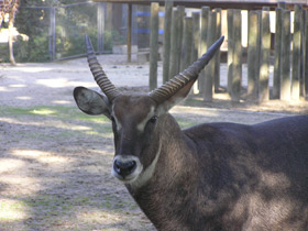 Смотреть фото Водяной козел Фото Водяной козел