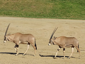 Смотреть фото Орикс бейза Фото Орикс бейза