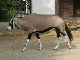 Смотреть фото Обыкновенный орикс Фото Обыкновенный орикс