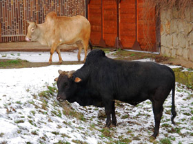 Смотреть фото Удивительные животные Мадагаскара. Часть 1 Фото Удивительные животные Мадагаскара. Часть 1