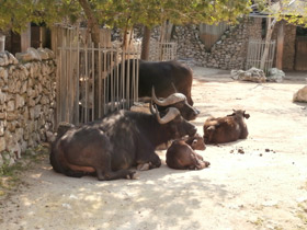 Смотреть фото Африканский буйвол Фото Африканский буйвол