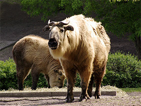 Смотреть фото Такин: зверь с золотым руном Фото Такин: зверь с золотым руном