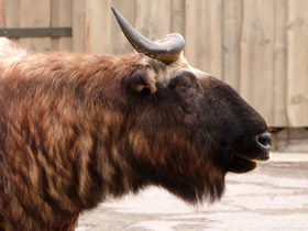 Смотреть фото Такин: зверь с золотым руном Фото Такин: зверь с золотым руном