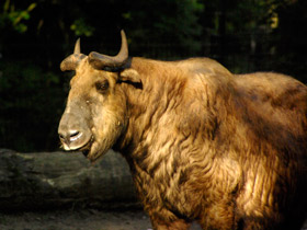 Смотреть фото Такин: зверь с золотым руном Фото Такин: зверь с золотым руном