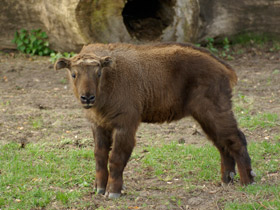 Смотреть фото Такин: зверь с золотым руном Фото Такин: зверь с золотым руном
