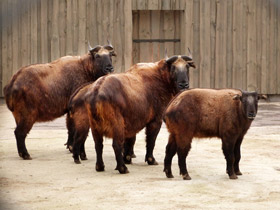 Смотреть фото Такин: зверь с золотым руном Фото Такин: зверь с золотым руном