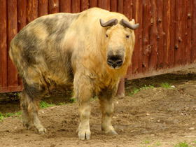 Смотреть фото Такин: зверь с золотым руном Фото Такин: зверь с золотым руном