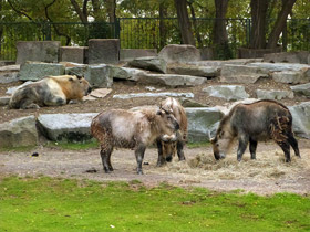 Смотреть фото Такин: зверь с золотым руном Фото Такин: зверь с золотым руном