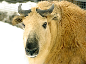 Смотреть фото Такин: зверь с золотым руном Фото Такин: зверь с золотым руном