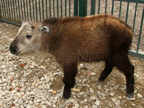 Смотреть фото Такин: зверь с золотым руном Фото Такин: зверь с золотым руном