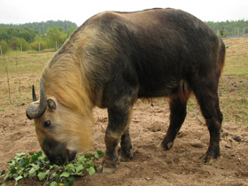 Смотреть фото Такин: зверь с золотым руном Фото Такин: зверь с золотым руном