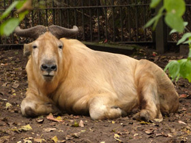 Смотреть фото Такин: зверь с золотым руном Фото Такин: зверь с золотым руном