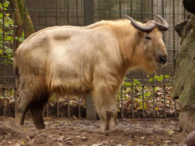 Смотреть фото Такин: зверь с золотым руном Фото Такин: зверь с золотым руном