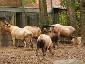 Смотреть фото Такин: зверь с золотым руном Фото Такин: зверь с золотым руном