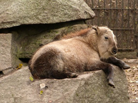 Смотреть фото Такин: зверь с золотым руном Фото Такин: зверь с золотым руном