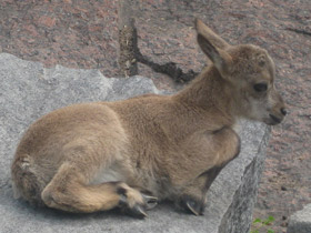 Фото Дагестанский тур