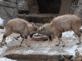 Смотреть фото Винторогий козёл Фото Винторогий козёл