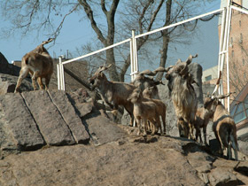 Смотреть фото Винторогий козёл Фото Винторогий козёл