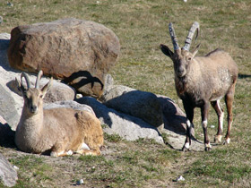 Смотреть фото Нубийский горный козел Фото Нубийский горный козел