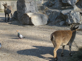 Смотреть фото Пиренейский козёл Фото Пиренейский козёл