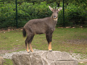 Смотреть фото Горал: между козлом и антилопой Фото Горал: между козлом и антилопой