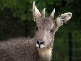 Смотреть фото Горал: между козлом и антилопой Фото Горал: между козлом и антилопой