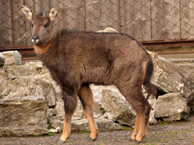 Смотреть фото Горал: между козлом и антилопой Фото Горал: между козлом и антилопой