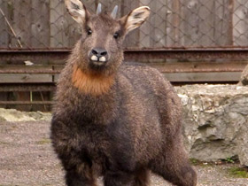 Смотреть фото Горал: между козлом и антилопой Фото Горал: между козлом и антилопой