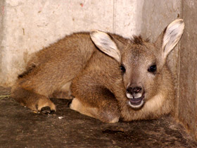 Смотреть фото Горал: между козлом и антилопой Фото Горал: между козлом и антилопой