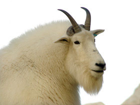 Смотреть фото Снежная коза: опасный «агнец» Фото Снежная коза: опасный «агнец»