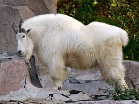 Смотреть фото Снежная коза: опасный «агнец» Фото Снежная коза: опасный «агнец»