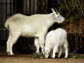Смотреть фото Снежная коза: опасный «агнец» Фото Снежная коза: опасный «агнец»